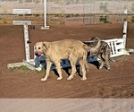 Small #14 Irish Wolfhound