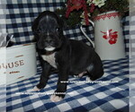 Small Photo #6 Boxer Puppy For Sale in CABOOL, MO, USA