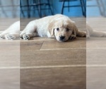 Small #3 Golden Retriever