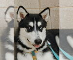Small #1 Siberian Husky