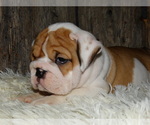 Small Photo #27 English Bulldog Puppy For Sale in VERONA, MO, USA