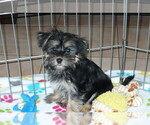 Small Photo #2 Havashire Puppy For Sale in ORO VALLEY, AZ, USA