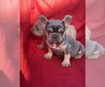 Small Photo #2 French Bulldog Puppy For Sale in MIRA LOMA, CA, USA