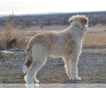 Small Photo #19 Goldendoodle Puppy For Sale in OLATHE, CO, USA