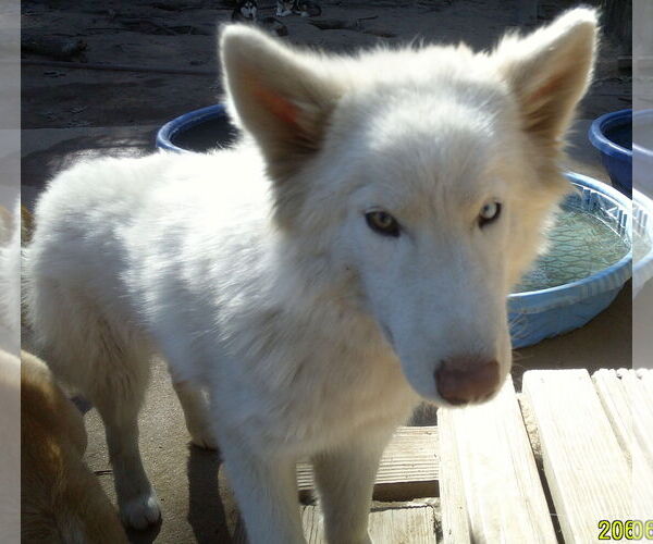 Medium Photo #2 Samoyed-Siberian Husky Mix Puppy For Sale in Pacific grove , CA, USA