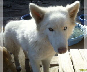 Whitney - Female Samoyed-Siberian Husky Mix Dog for Adoption - Photo #2