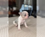Puppy Milkshake French Bulldog