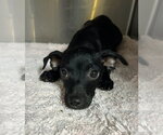 Small #2 Chihuahua Mix