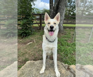 Orion - Male Labsky Dog for Adoption - Photo #8