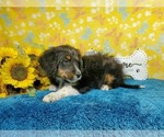 Small Photo #32 Bernedoodle-Poodle (Toy) Mix Puppy For Sale in BLACK FOREST, CO, USA