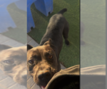 Small Mutt