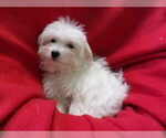 Small Photo #12 Maltese Puppy For Sale in PATERSON, NJ, USA