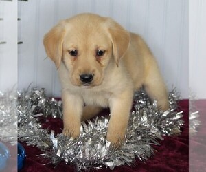 Golden Labrador Puppy for sale in FREDERICKSBURG, OH, USA