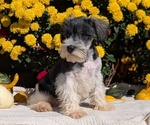 Puppy 3 Schnauzer (Miniature)