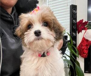 Cock-A-Poo Puppy for sale in TEANECK, NJ, USA