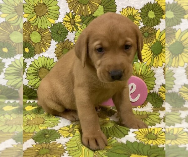 Medium Photo #10 Labrador Retriever Puppy For Sale in DALLAS, WI, USA