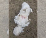 Small #19 Chow Chow-Great Pyrenees Mix