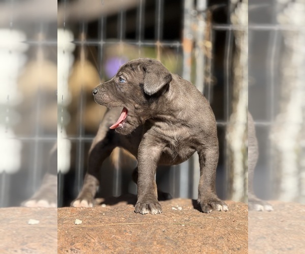 Medium Photo #51 Catahoula Leopard Dog Puppy For Sale in BUSHNELL, IL, USA