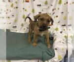 Small Border Terrier Mix