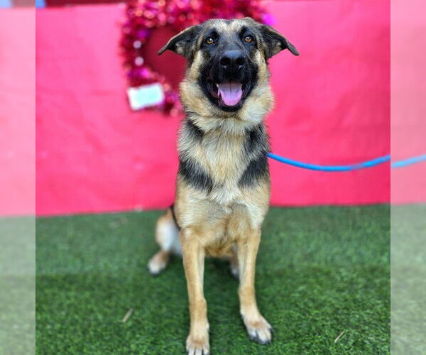 Medium Photo #4 German Shepherd Dog-Unknown Mix Puppy For Sale in Long Beach, CA, USA
