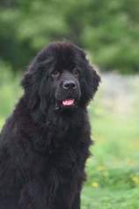 Newfoundland Puppy for sale in SEDGWICK, ME, USA