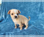 Small #7 Chihuahua Mix