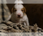 Image preview for Ad Listing. Nickname: Copper