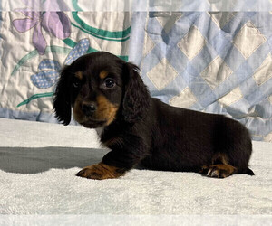Dachshund Puppy for sale in FREDONIA, PA, USA