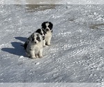 Small Photo #2 Australian Shepherd Puppy For Sale in FONDA, IA, USA