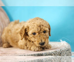 Small Photo #6 Goldendoodle Puppy For Sale in CARLOCK, IL, USA
