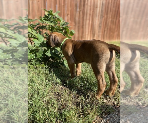 Medium Photo #19 Rhodesian Ridgeback Puppy For Sale in KELLER, TX, USA