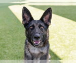 Small Photo #3 German Shepherd Dog Puppy For Sale in Martinez, CA, USA
