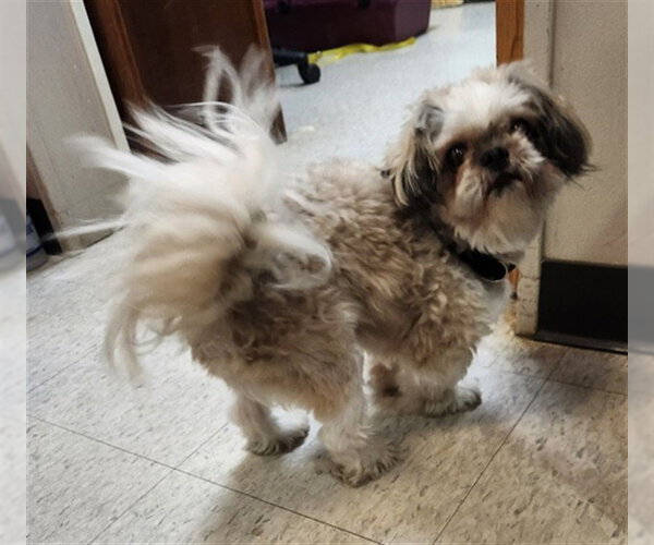 Medium Photo #1 Shih Tzu-Unknown Mix Puppy For Sale in Plano, TX, USA