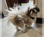 Small Shih Tzu Mix