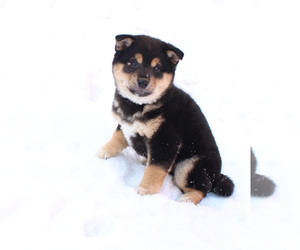 Shiba Inu Puppy for Sale in CANTON, South Dakota USA