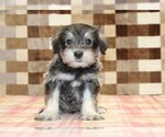 Small #2 Schnauzer (Miniature)