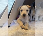 Small #2 Brittany-Dachshund Mix