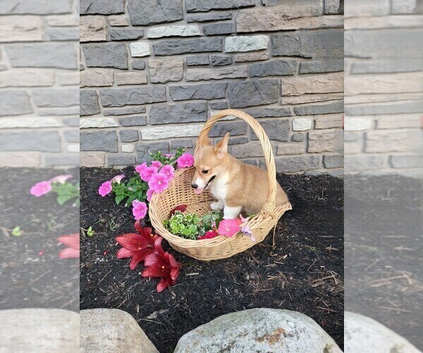 Medium Photo #10 Pembroke Welsh Corgi Puppy For Sale in PORT BYRON, NY, USA