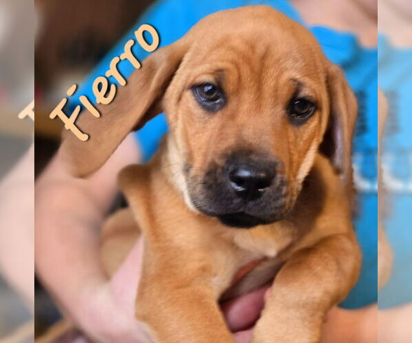 Medium Photo #8 Mutt Puppy For Sale in Vail, AZ, USA