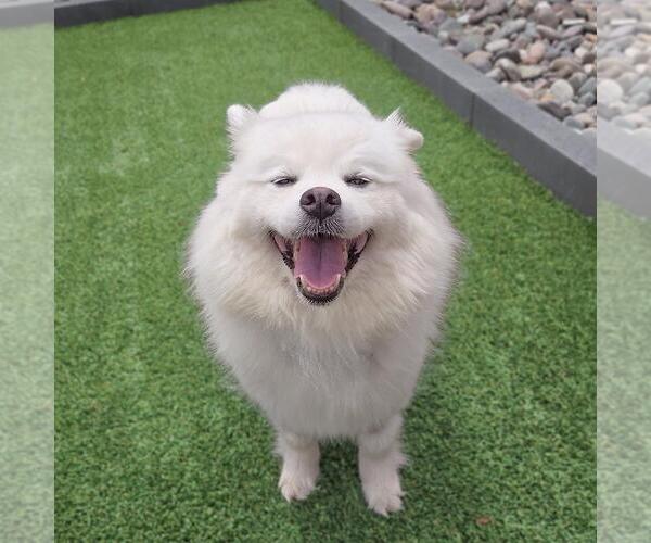 Medium Photo #3 American Eskimo Dog Puppy For Sale in San Diego, CA, USA