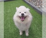 Small #2 American Eskimo Dog