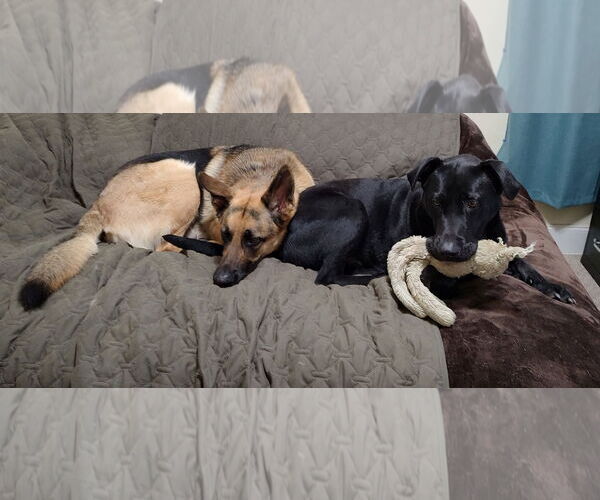 Medium Photo #5 Mutt Puppy For Sale in Arlington, VA, USA