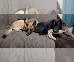 Small #4 Mutt