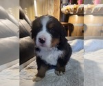 Small #3 Bernese Mountain Dog