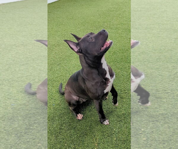 Medium Photo #14 American Pit Bull Terrier Puppy For Sale in Pompano Beach , FL, USA