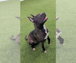 Small #13 American Pit Bull Terrier
