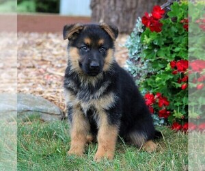German Shepherd Dog Puppy for sale in LANCASTER, PA, USA