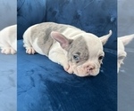 Small Photo #1 French Bulldog Puppy For Sale in DENVER, CO, USA