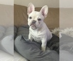 Small #6 French Bulldog