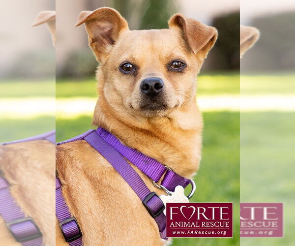 Medium Photo #1 Chihuahua-Unknown Mix Puppy For Sale in Marina del Rey, CA, USA